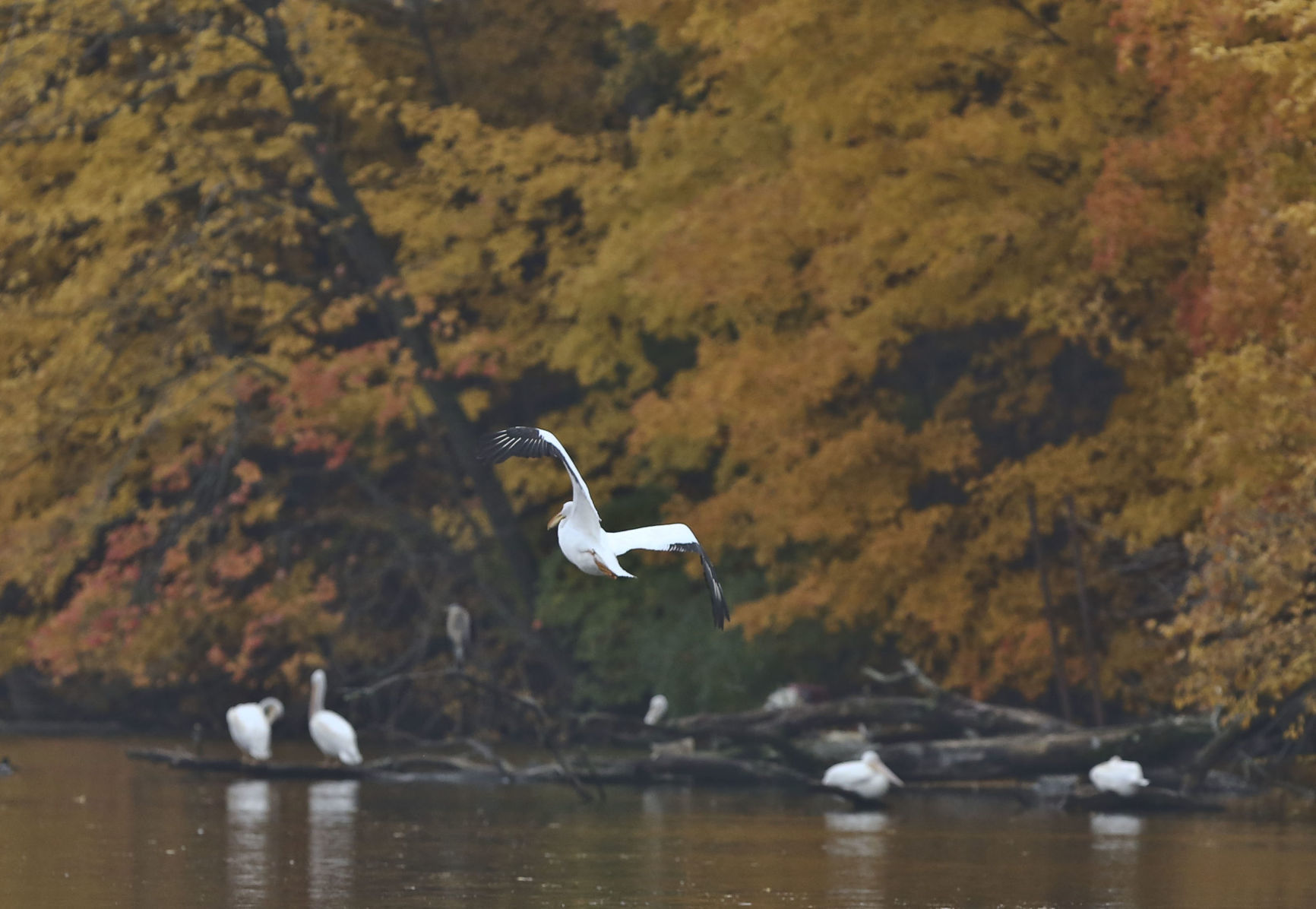 2018: Autumn Around Lake Decatur